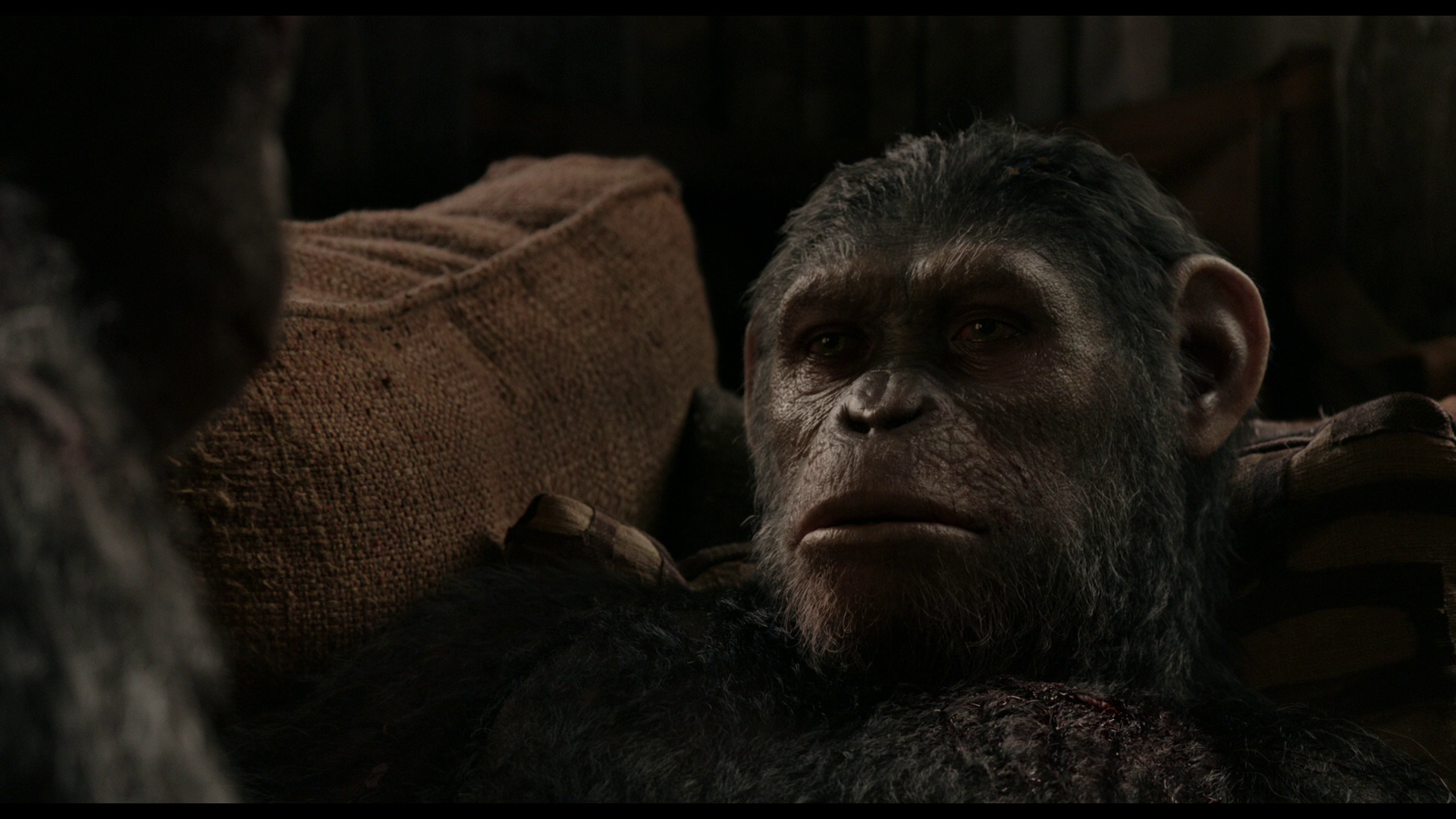 Восстание обезьян революция. Планета обезьян: революция (2014). Восстание планеты обезьян 2.